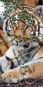 Opinion,Gros Chat,Vue,Animaux,Fauve,Prédateur,Tigre