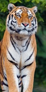 Animals,Predator,Sight,Opinion,Tiger,Big Cat