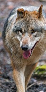 Animals,Predator,Sight,Opinion,Tongue Stuck Out,Protruding Tongue,Wolf