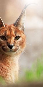 Animals,Predator,Sight,Opinion,Wild Cat,Caracal,Glare,Wildcat