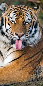 Animals,Predator,Tiger,Protruding Tongue,Tongue Stuck Out,Big Cat,Funny