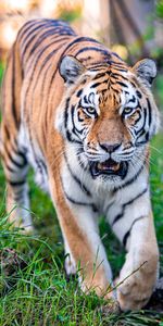 Animaux,Gros Chat,Fauve,Tomber,Animal,Prédateur,Bouche,Tigre