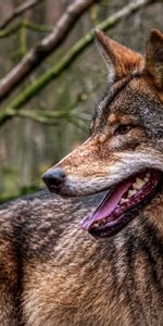 Animals,Predator,Tongue Stuck Out,Protruding Tongue,Forest,Wolf