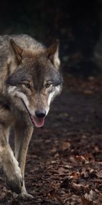 Langue Saillante,La Langue Est Sortie,Animaux,Prédateur,Loup