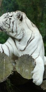 Animals,Predator,White Tiger,Bengal Tiger