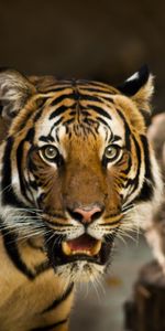 Depredador,Gato Montés,Tigre De Amur,Tigre Siberiano,Animales,Gato Salvaje