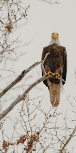 Animals,Predator,Wildlife,Bald Eagle,White Headed Eagle,Bird,Branch,Eagle