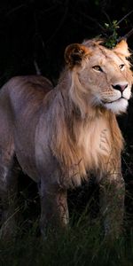 Animals,Predator,Wildlife,Beast,Lion