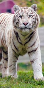 Animals,Predator,Wildlife,White Tiger,Big Cat,Tiger