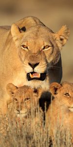 Lionceaux,Animaux,Famille,Femelle,Prédateurs,Une Famille,Un Lion,Lion,Afrique