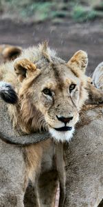 Animales,Bozal,Un Leon,Depredadores,León,Leones