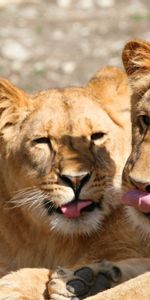 Pareja,Par,Lame Tus Labios,Lengüetada,Animales,Bozal,Depredadores,Leones