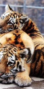 Animals,Predators,Pair,Tenderness,Tiger Cubs,Couple,Tigers