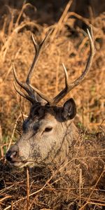 Animaux,Cornes,Profil,Cerf