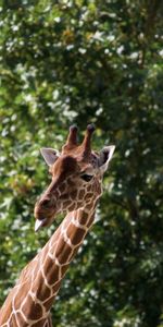 Animals,Protruding Tongue,Tongue Stuck Out,Cool,Giraffe