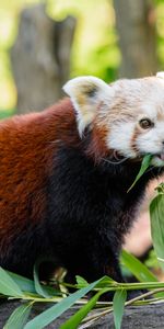 Animales,Lengua Pegada Hacia Fuera,Gracioso,Lengua Saliente,Panda Rojo,Panda