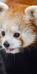 Animals,Protruding Tongue,Tongue Stuck Out,Small Panda,Little Panda,Fiery Panda