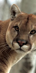 Animals,Puma