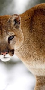 Animals,Puma