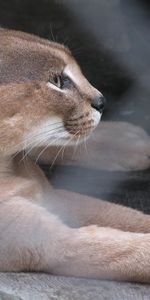 Puma,Animaux