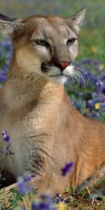 Animals,Puma