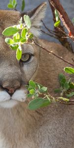 Animals,Puma,Branch,Wild Cat,Cougar,Predator,Wildcat