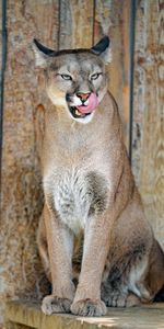 Animals,Puma,Predator,Protruding Tongue,Tongue Stuck Out,Big Cat