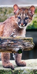 Animals,Puma,Young,Sight,Opinion,Nice,Sweetheart,Joey