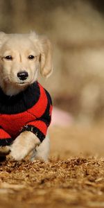 Animals,Puppy,Clothing,Running,Blouse,Run,Jersey