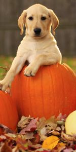 Labrador Retriever,Feuilles,Animaux,Chiot,Chien,Citrouille,Automne