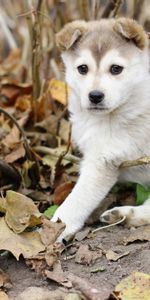 Feuilles,Animaux,Chiot,Chien,Automne