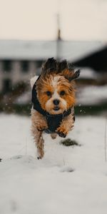 Neige,Animaux,Drôle,Chiot,Chien