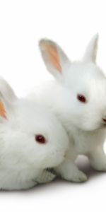 Animals,Rabbits