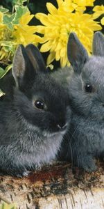 Animals,Rabbits