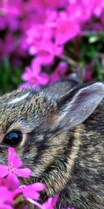 Animaux,Lapins