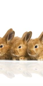 Animals,Rabbits