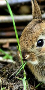 Animaux,Lapins