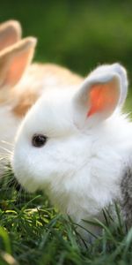 Animals,Rabbits