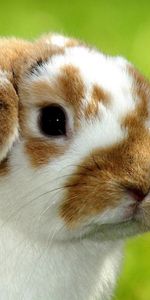 Animals,Rabbits