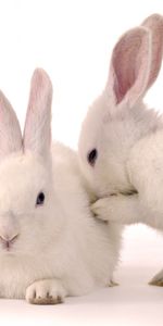 Animals,Rabbits