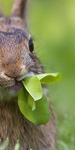 Animaux,Lapins