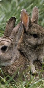 Animals,Rabbits