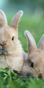 Animaux,Lapins