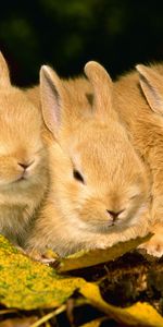 Animals,Rabbits