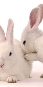 Animals,Rabbits