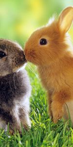 Animals,Rabbits