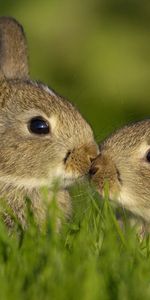 Animaux,Lapins