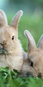 Animals,Rabbits