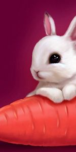 Animals,Rabbits,Pictures