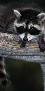 Animals,Raccoons